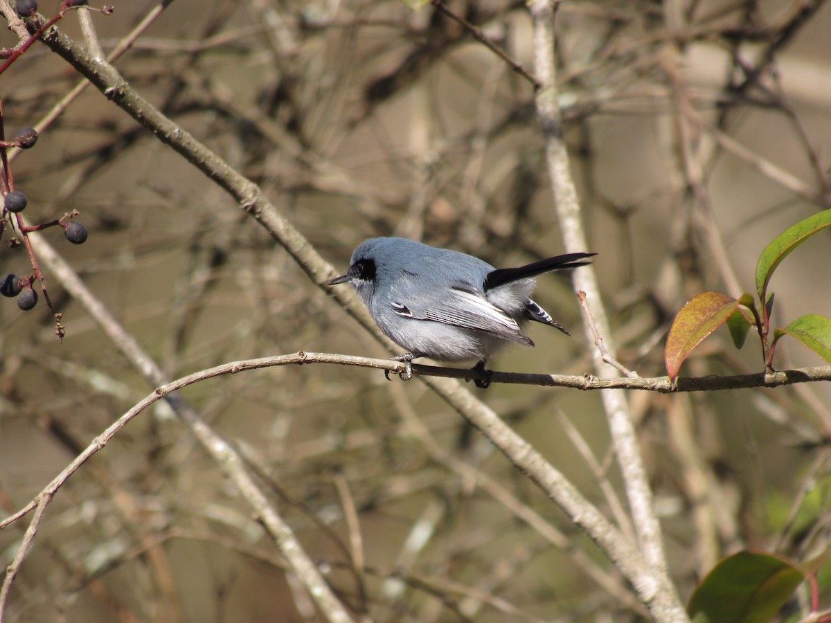Masked Gnatcatcher - ML624217162