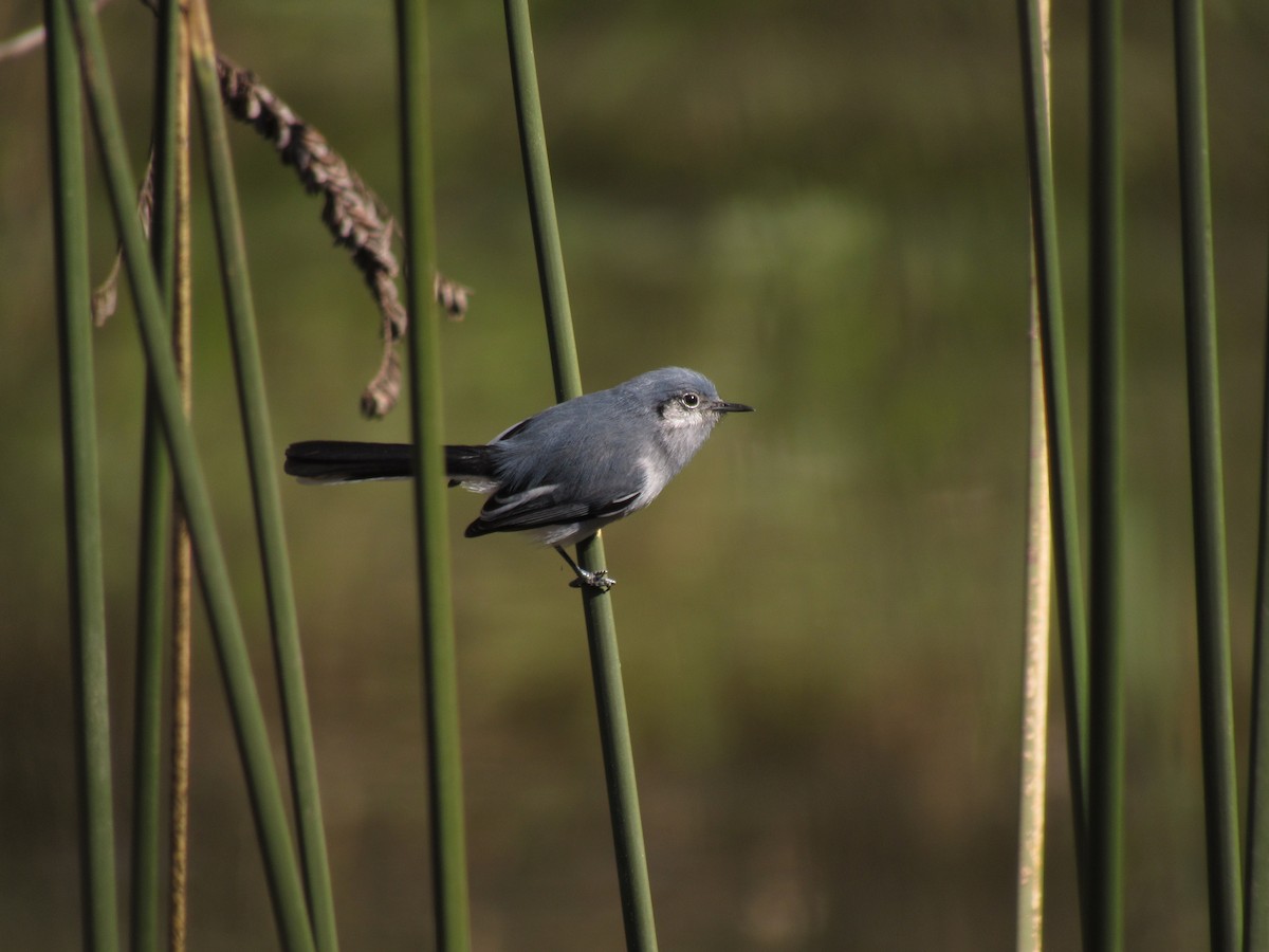 Masked Gnatcatcher - ML624217163