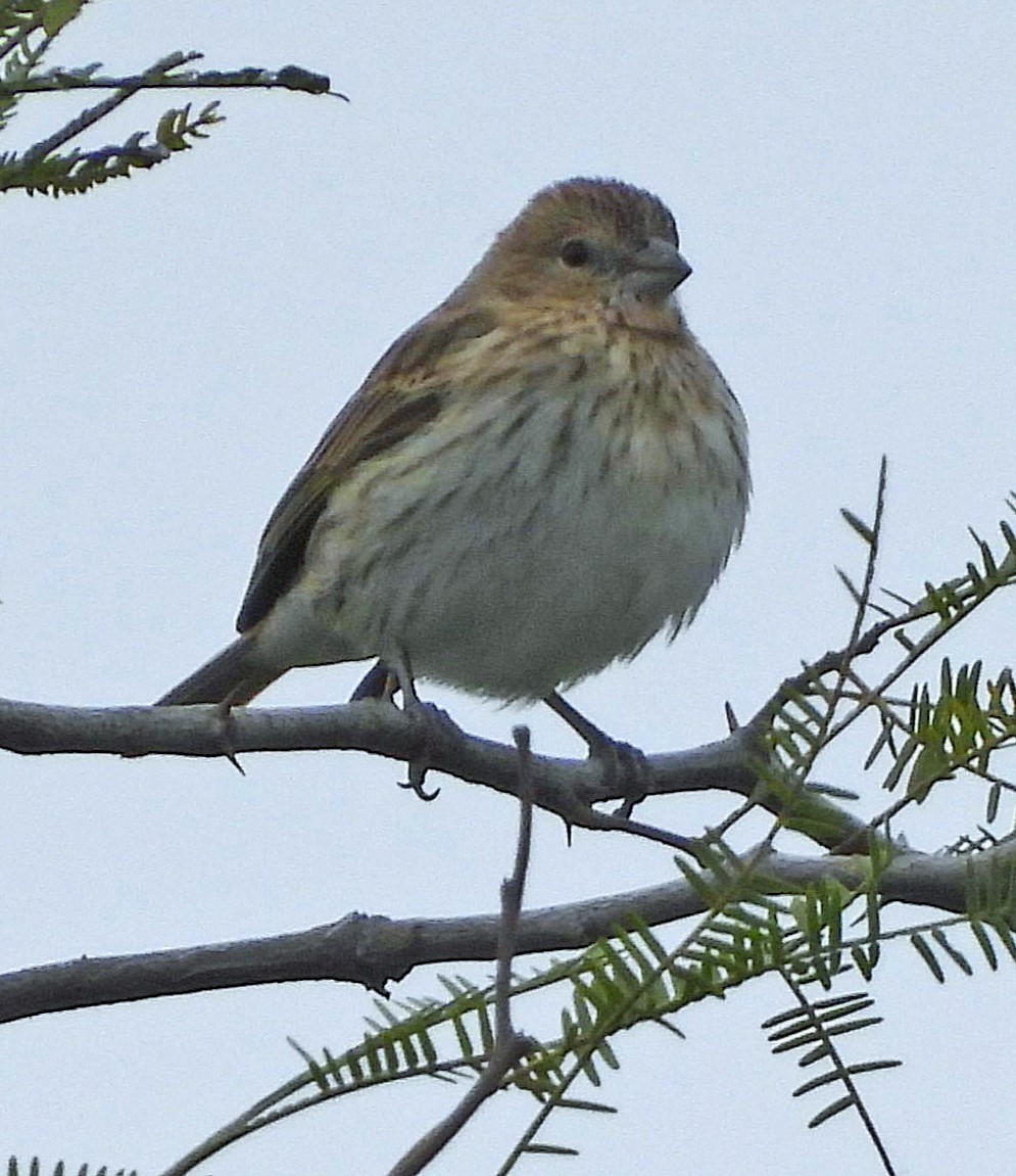 Saffron Finch - ML624217164