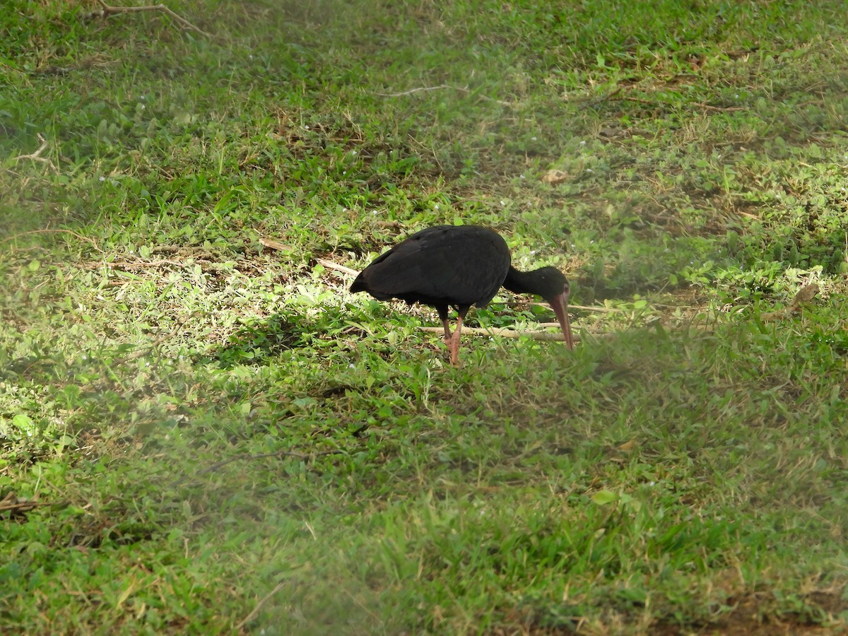 Ibis à face nue - ML624217171