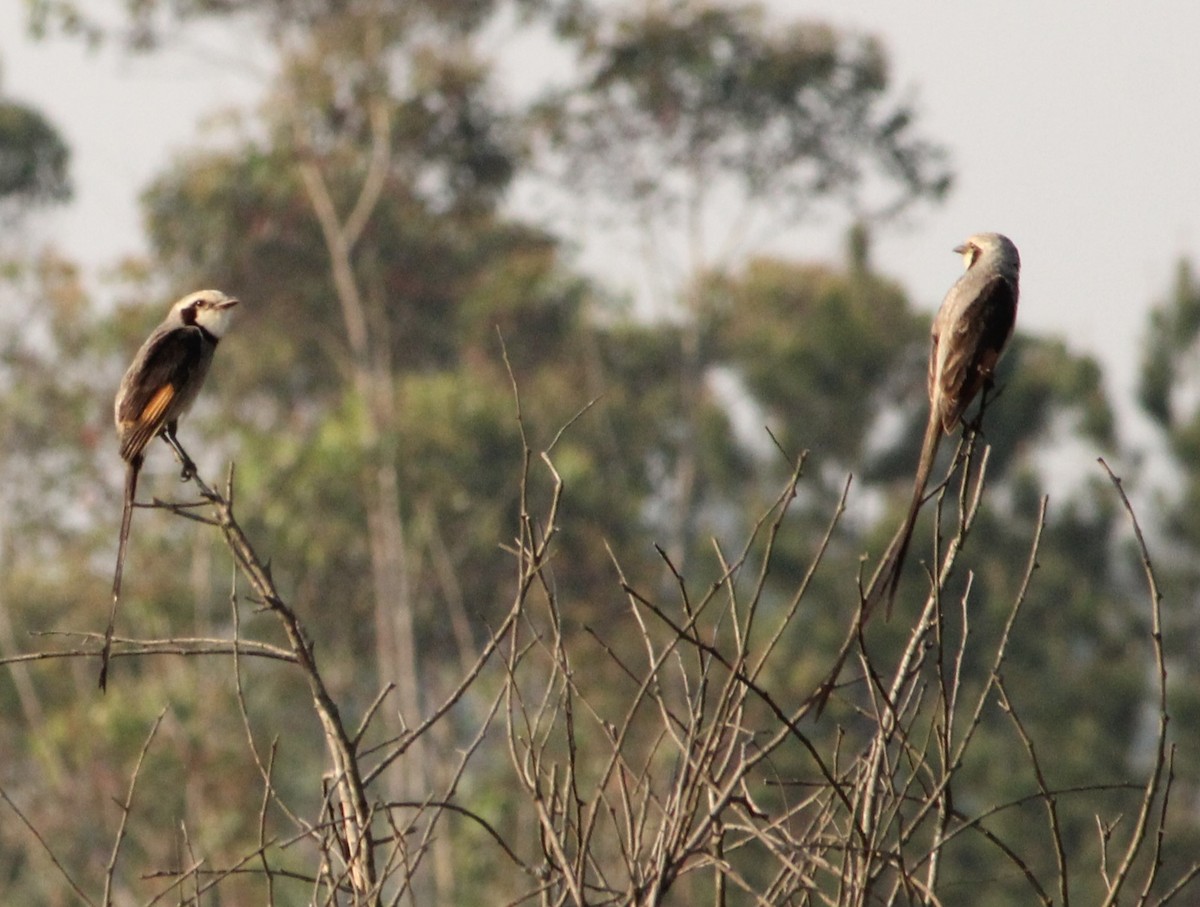 Streamer-tailed Tyrant - ML624217174