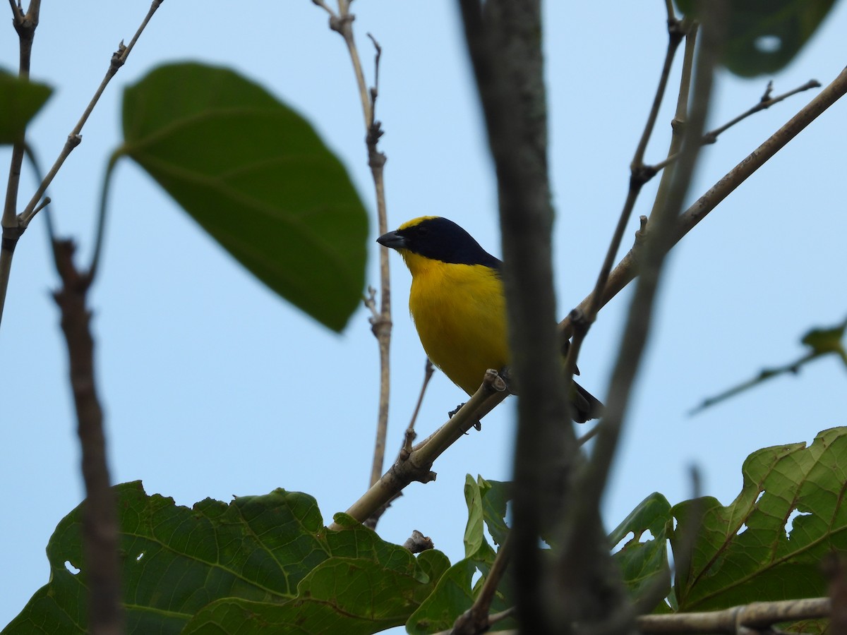 Thick-billed Euphonia - ML624217177