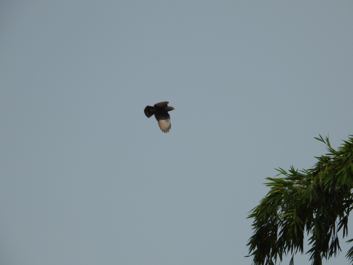 Roadside Hawk - ML624217179