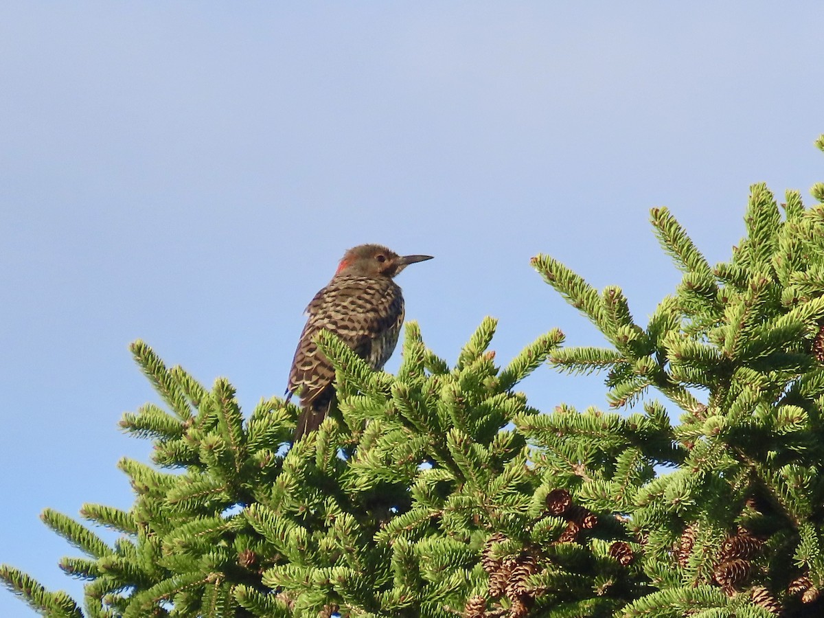 Northern Flicker - Gregory Tillman