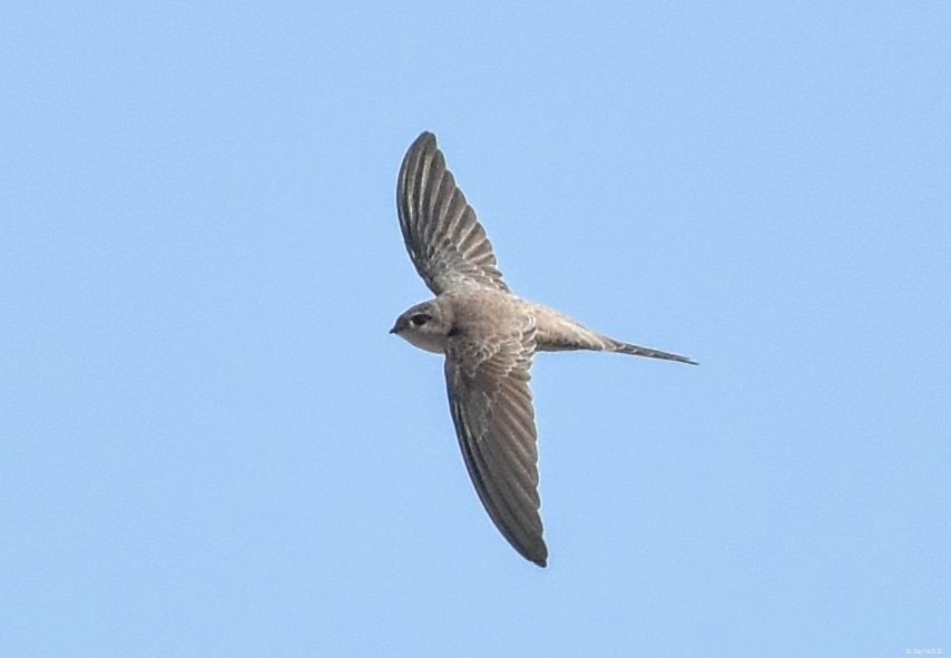 Asian Palm Swift - Samish Dhongle