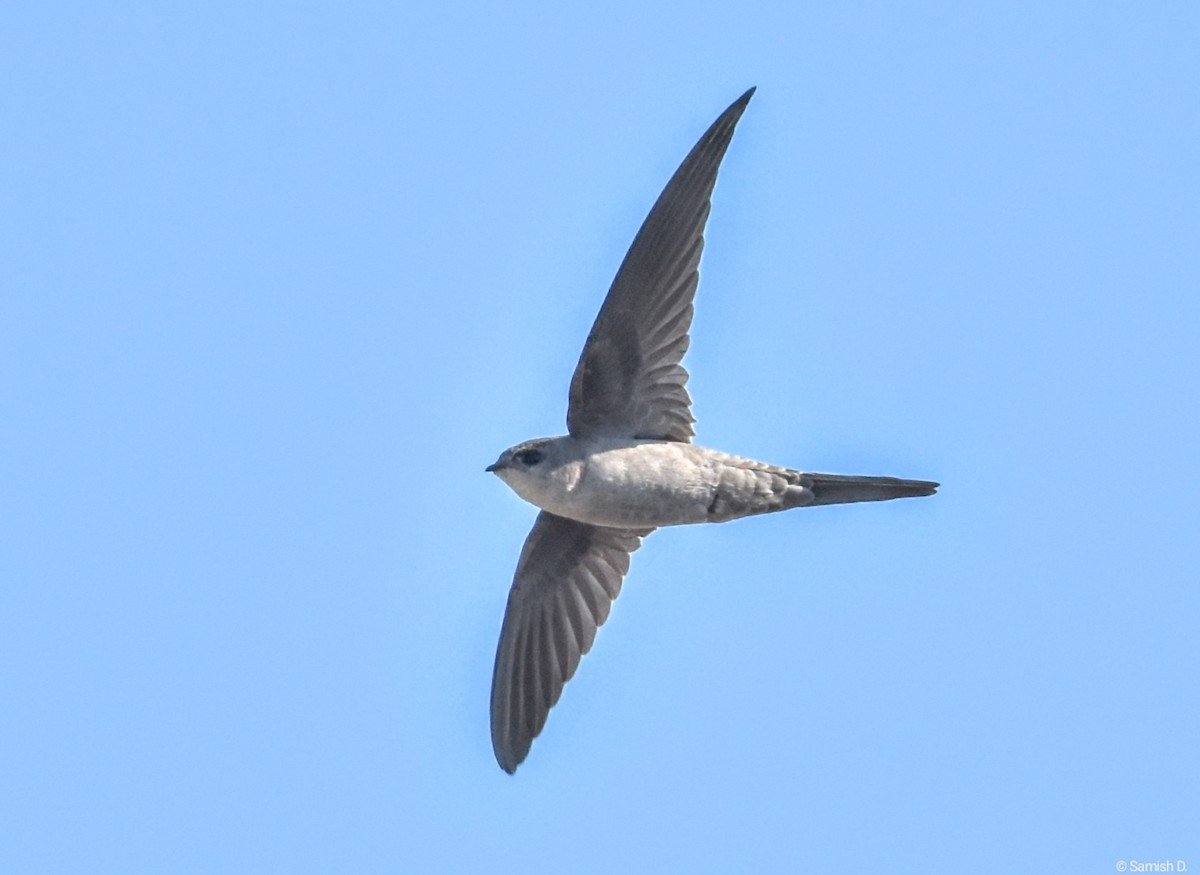 Asian Palm Swift - ML624217186