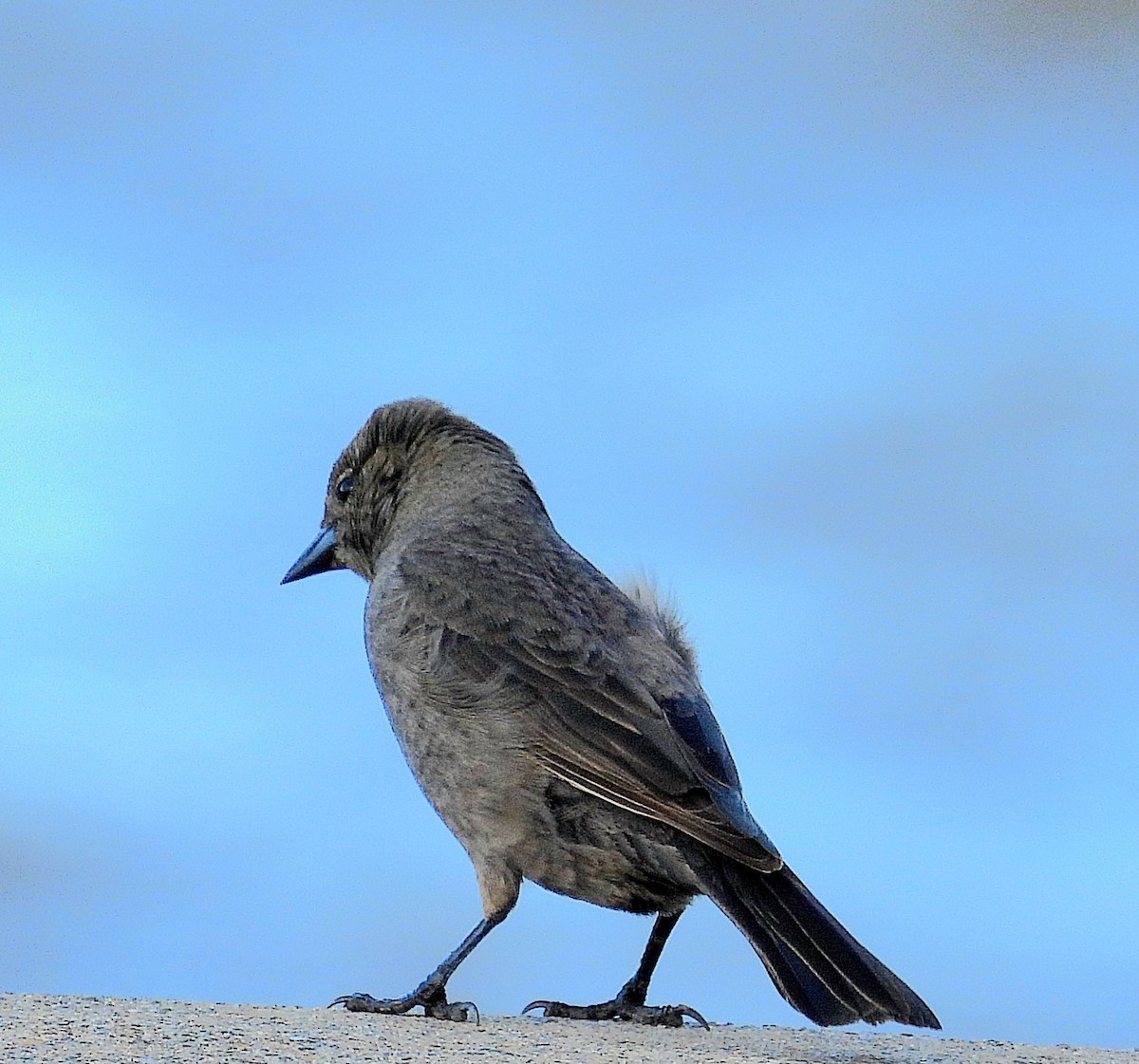 Shiny Cowbird - ML624217191