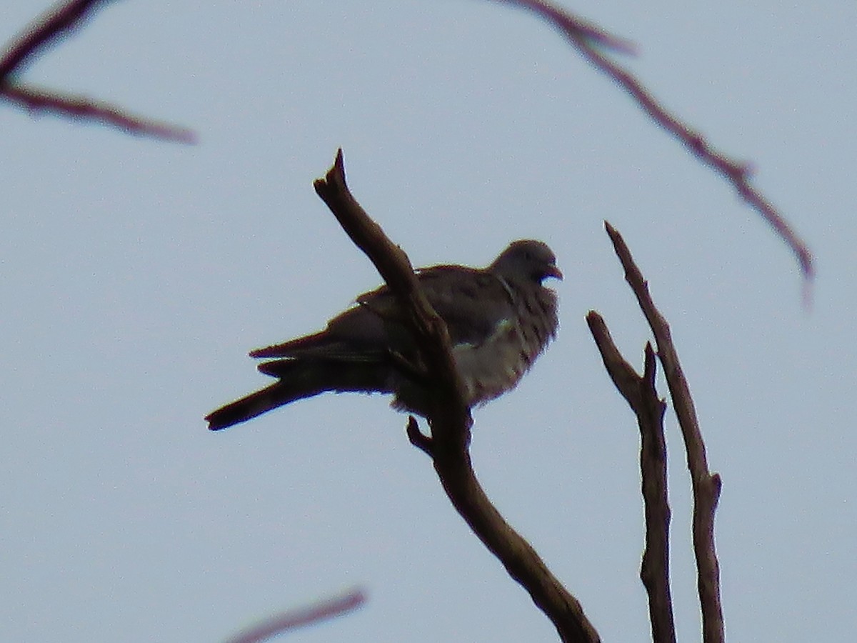 Common Wood-Pigeon (White-necked) - ML624217194