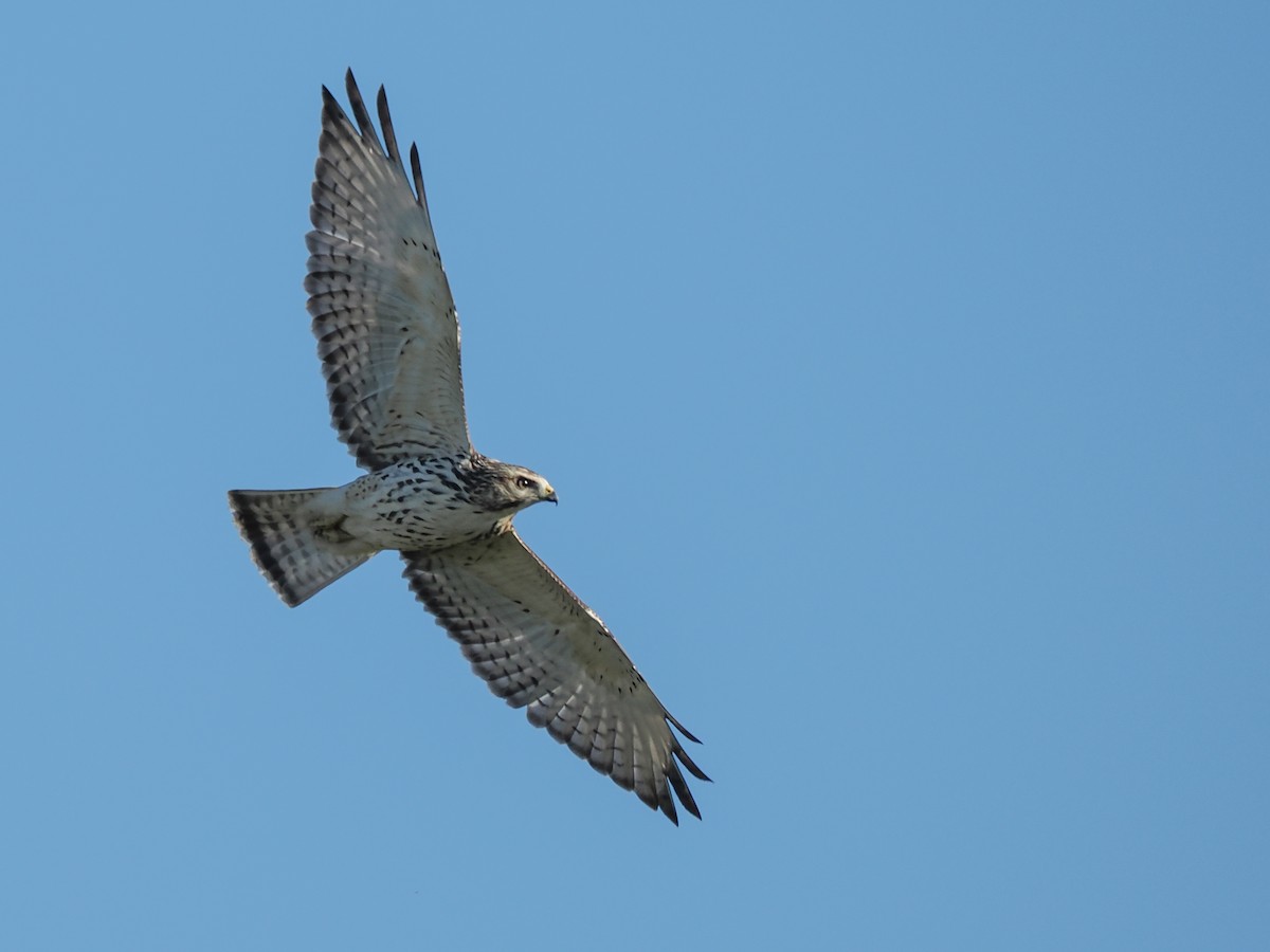 Broad-winged Hawk - ML624217196