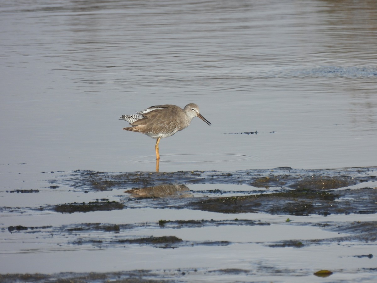 Common Redshank - ML624217198