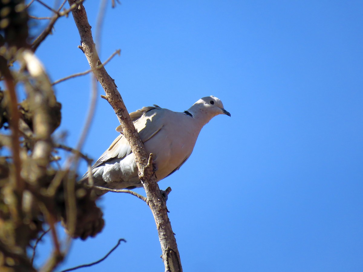 Eurasian Collared-Dove - ML624217199