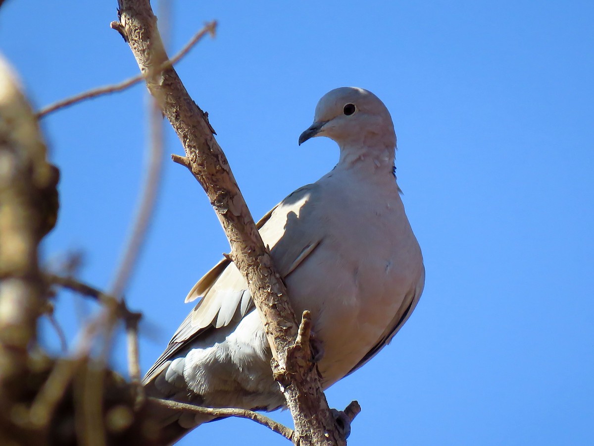 Eurasian Collared-Dove - ML624217200