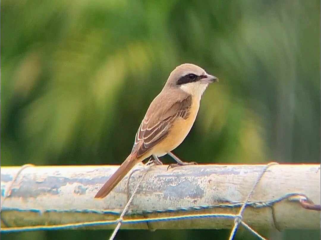 Brown Shrike - ML624217201