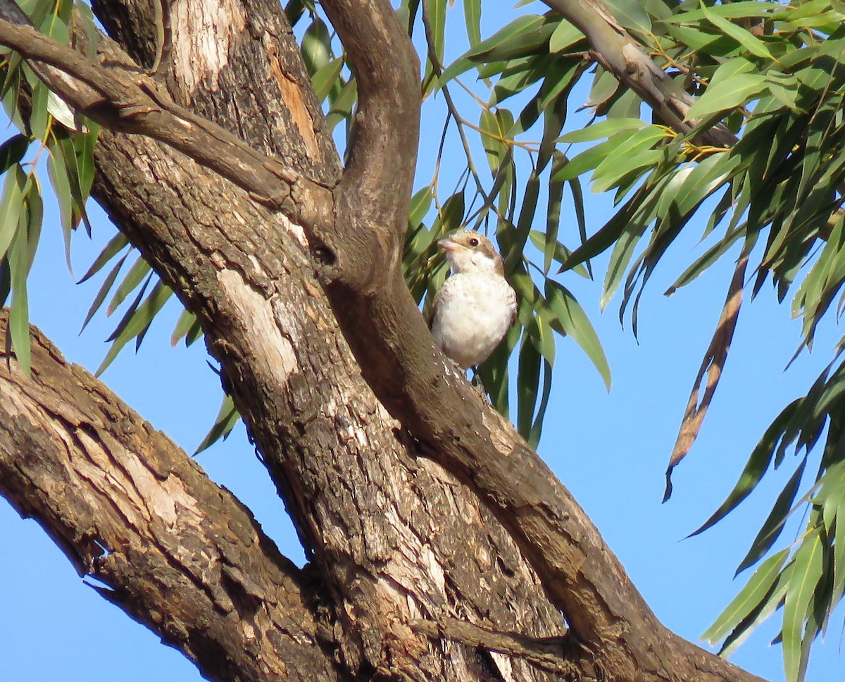 Woodchat Shrike (Western) - ML624217205