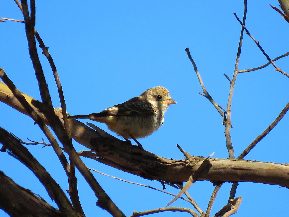 Woodchat Shrike (Western) - ML624217207