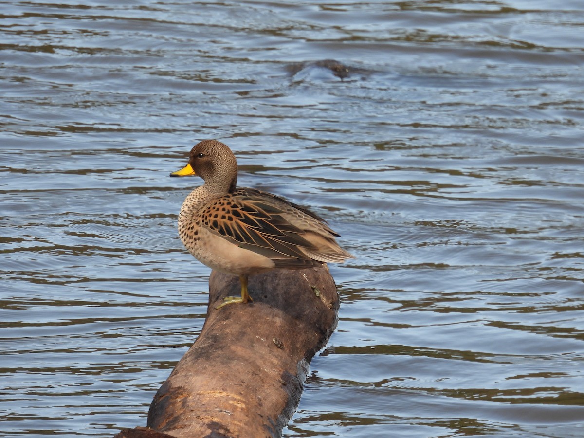 Yellow-billed Teal - ML624217209