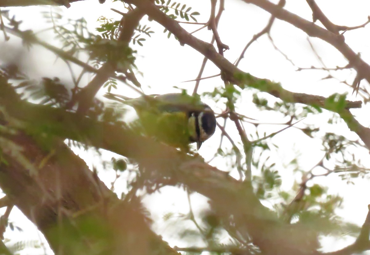 African Blue Tit - ML624217214