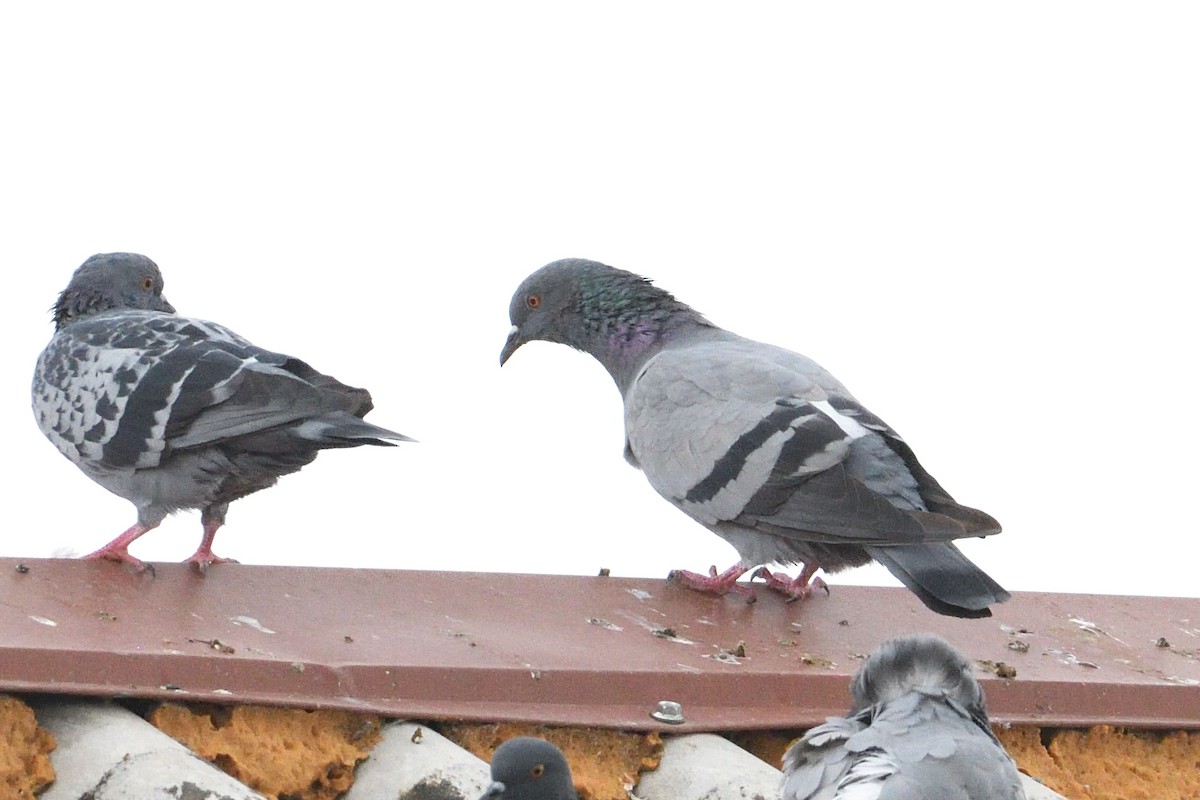 Rock Pigeon (Wild type) - ML624217215