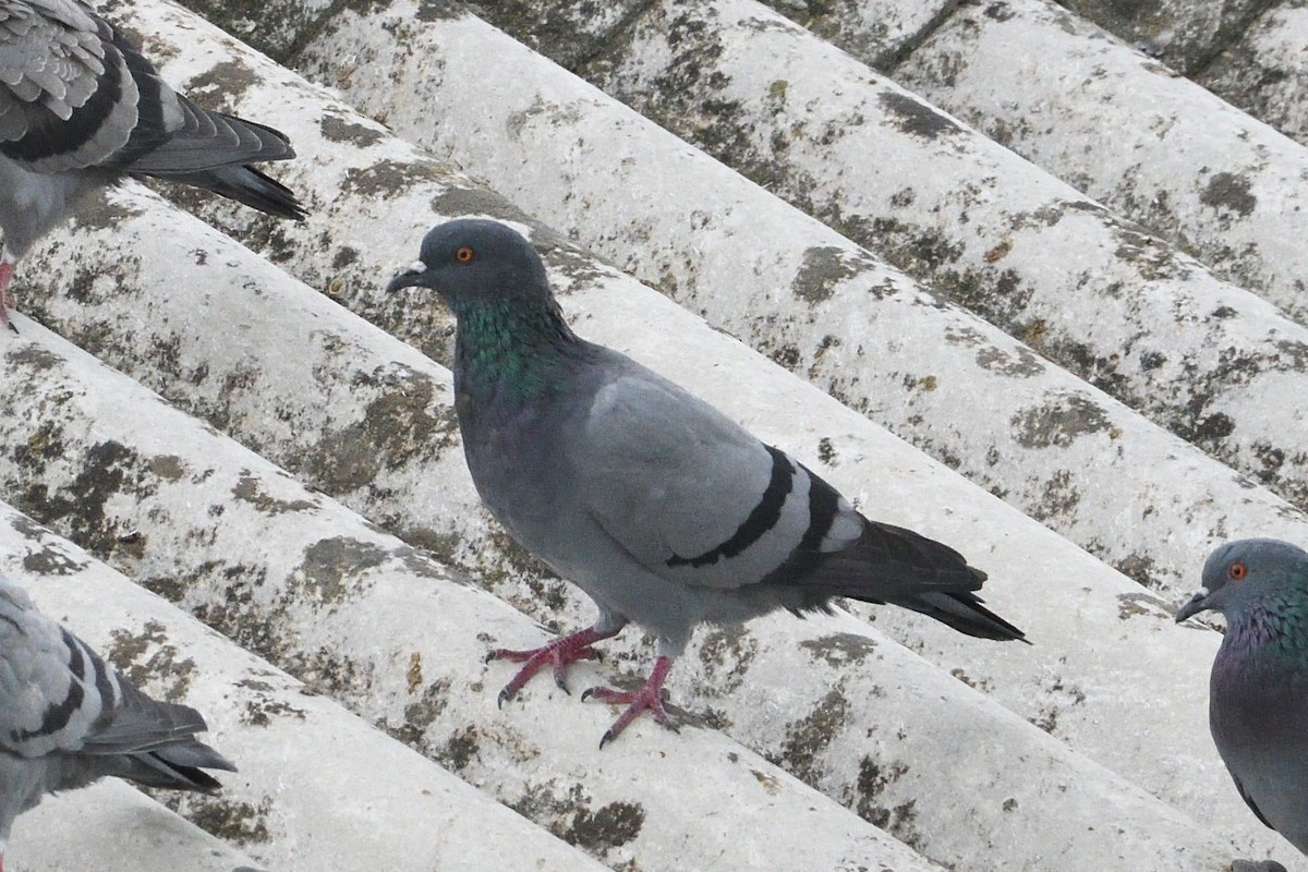 Rock Pigeon (Wild type) - ML624217216