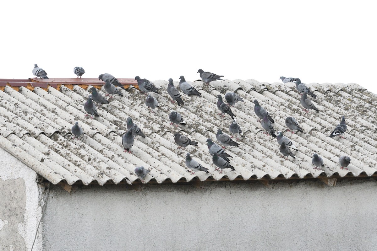 Rock Pigeon (Wild type) - ML624217217