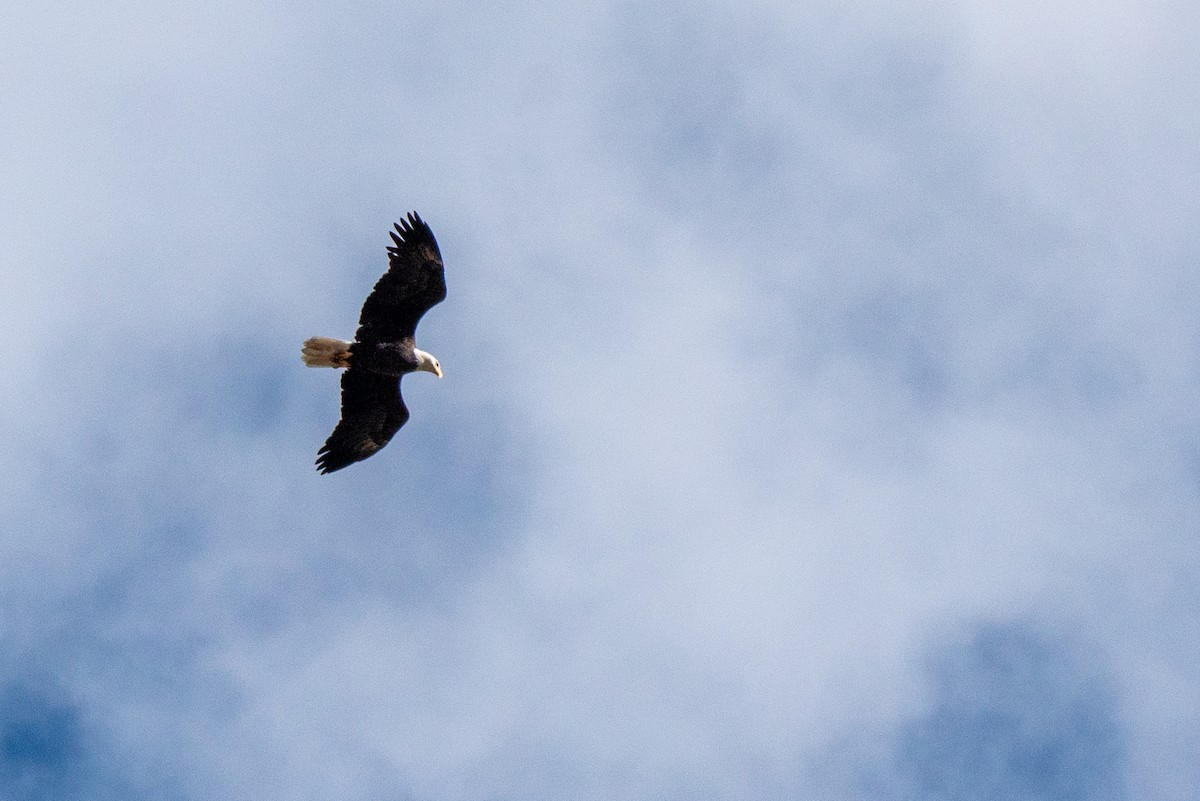 Bald Eagle - ML624217218