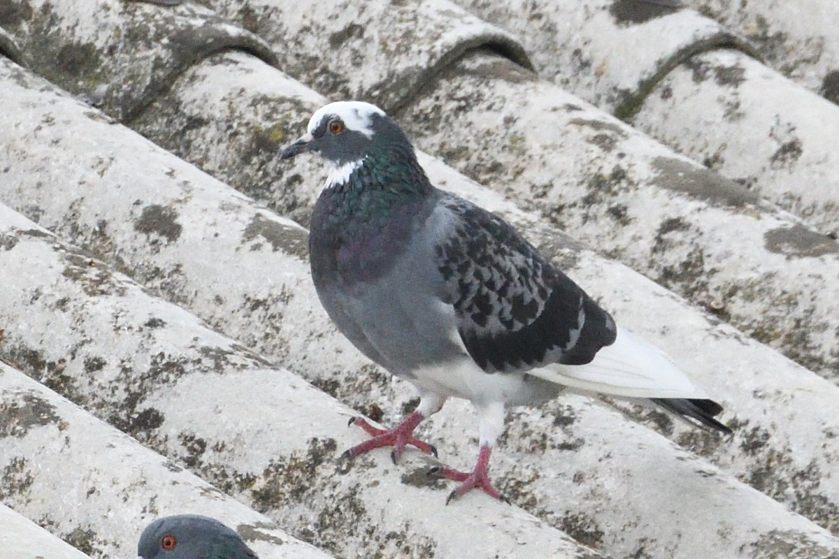 Rock Pigeon (Feral Pigeon) - ML624217219