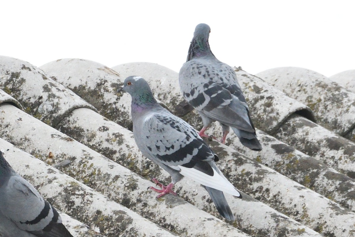 Rock Pigeon (Feral Pigeon) - ML624217220