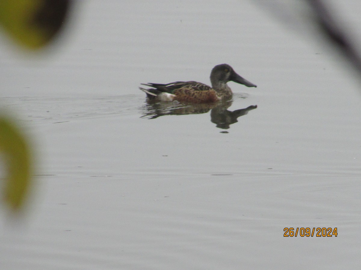 Northern Shoveler - Louise Boissonneault