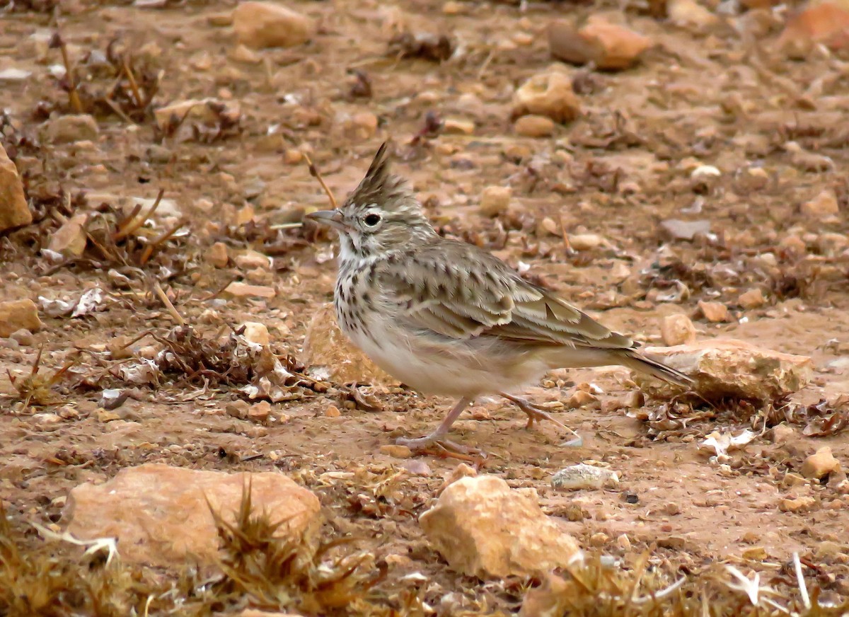 Cochevis de Thékla - ML624217222