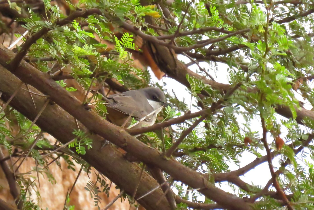 Western Orphean Warbler - ML624217227