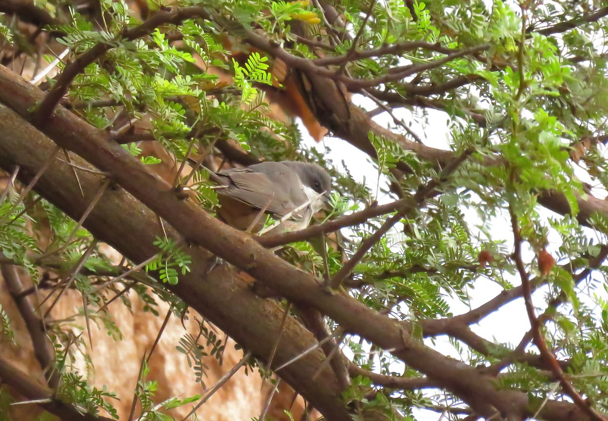 Western Orphean Warbler - ML624217228