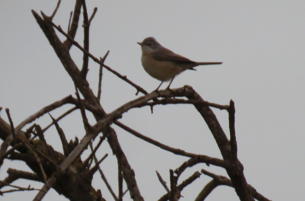 Greater Whitethroat - ML624217237