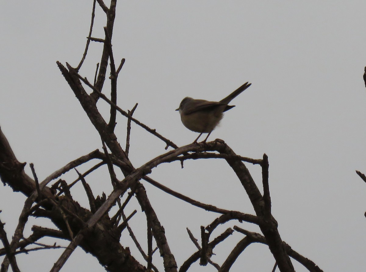 Greater Whitethroat - ML624217238