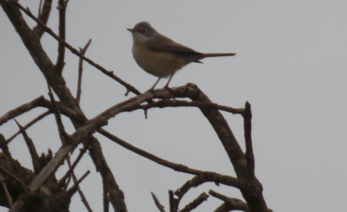 Greater Whitethroat - ML624217239