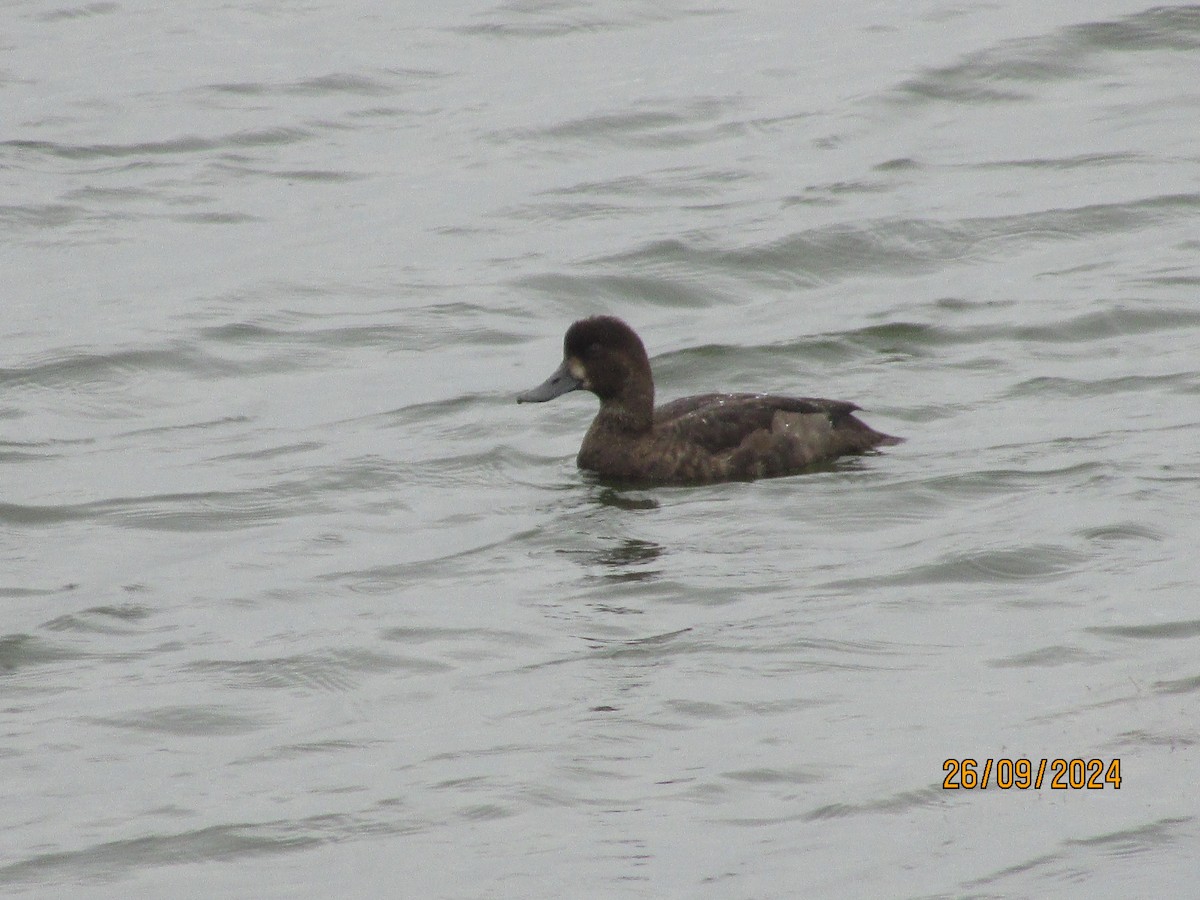 Lesser Scaup - ML624217243