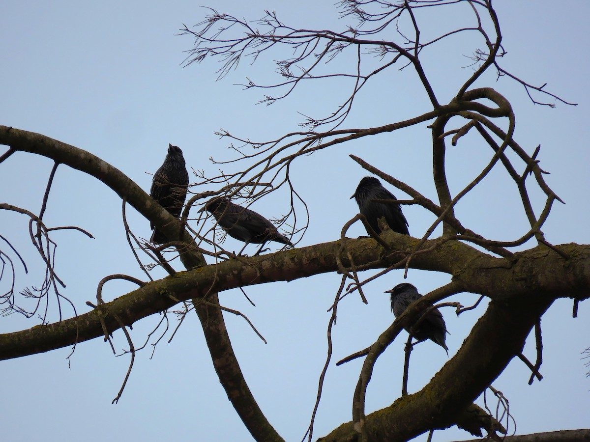 Spotless Starling - ML624217244