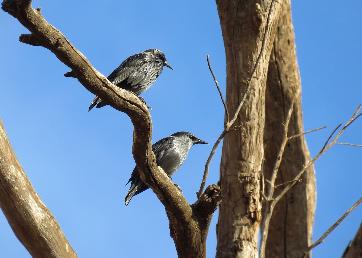 Spotless Starling - ML624217245