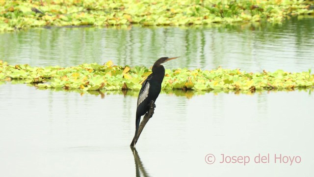 Anhinga Americana - ML624217267