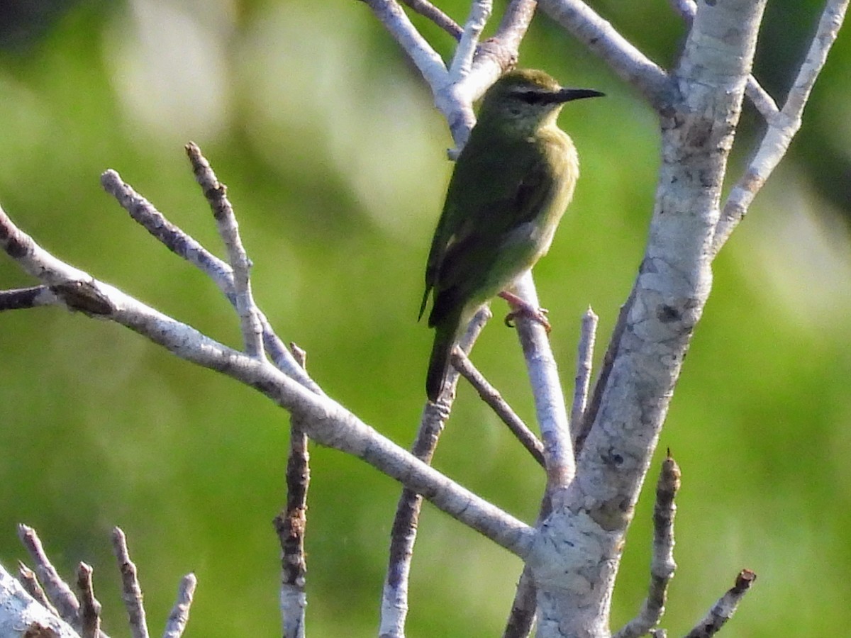 Red-legged Honeycreeper - ML624217281