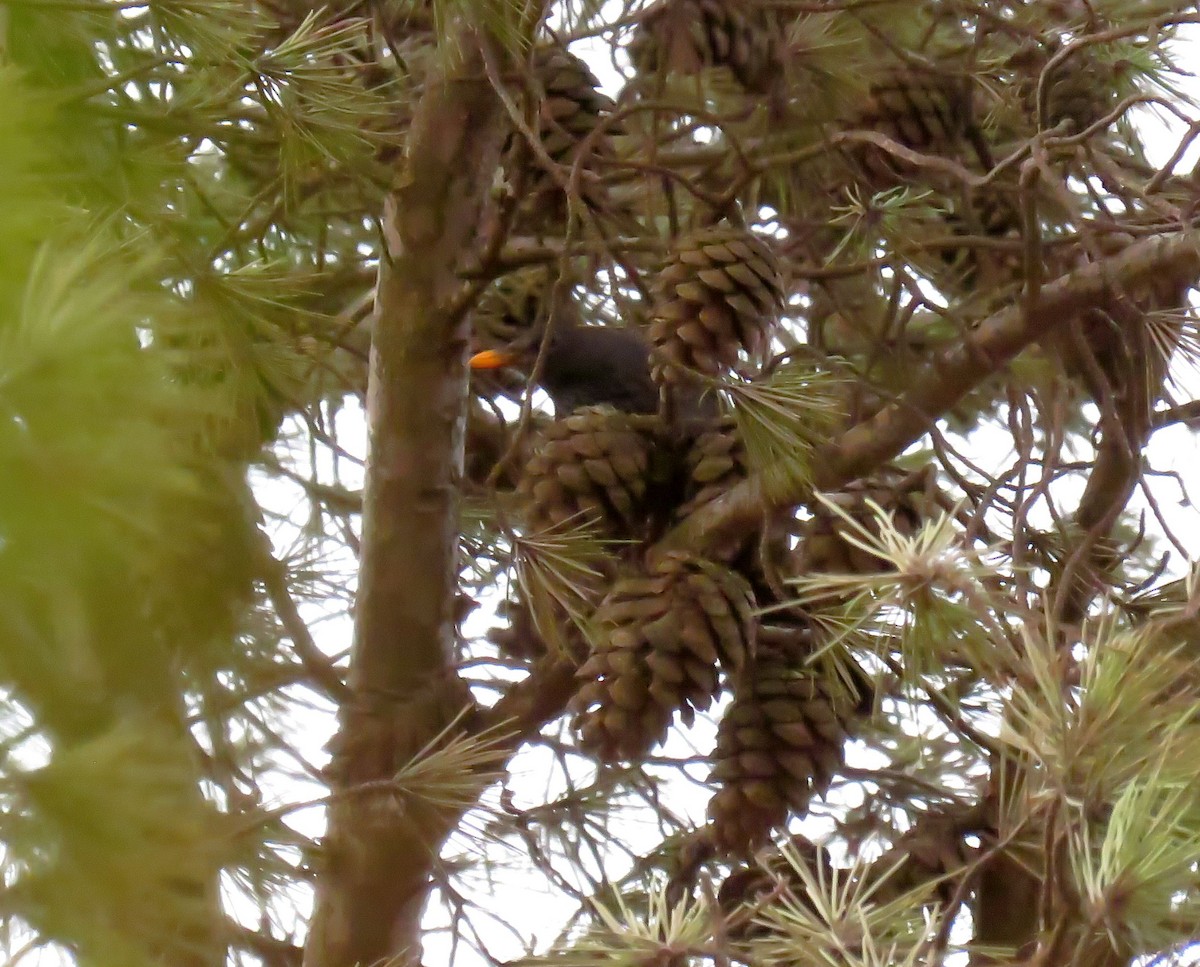 Eurasian Blackbird - ML624217286