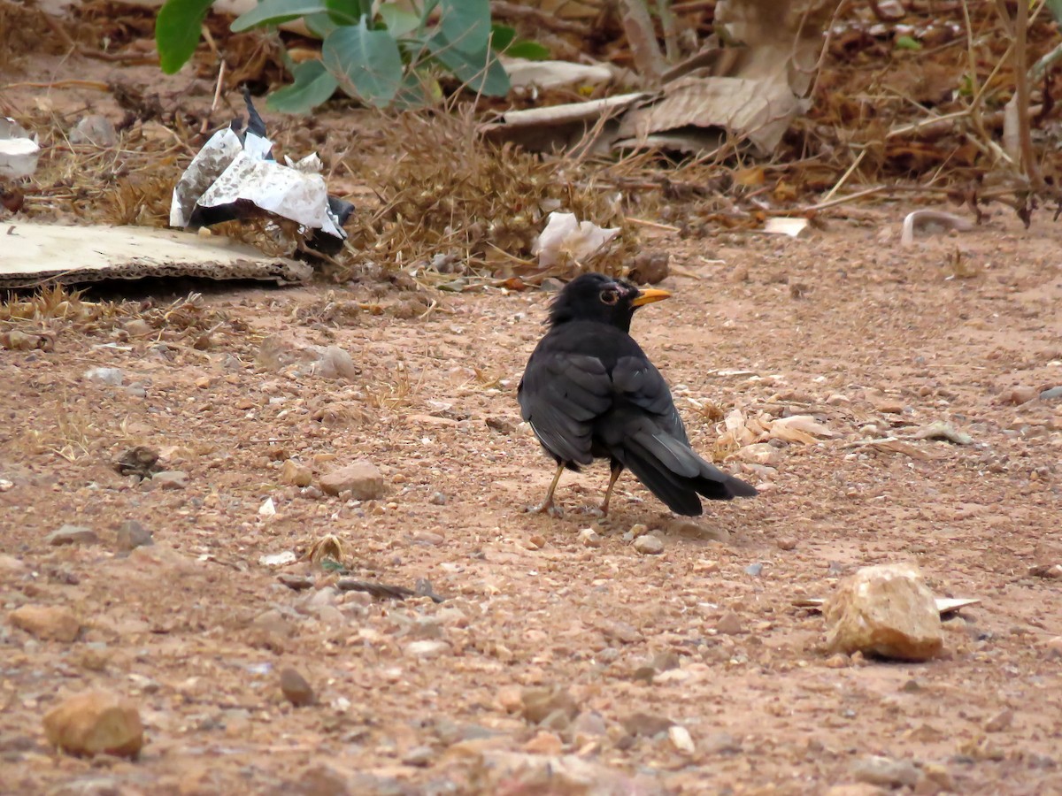 Eurasian Blackbird - ML624217287