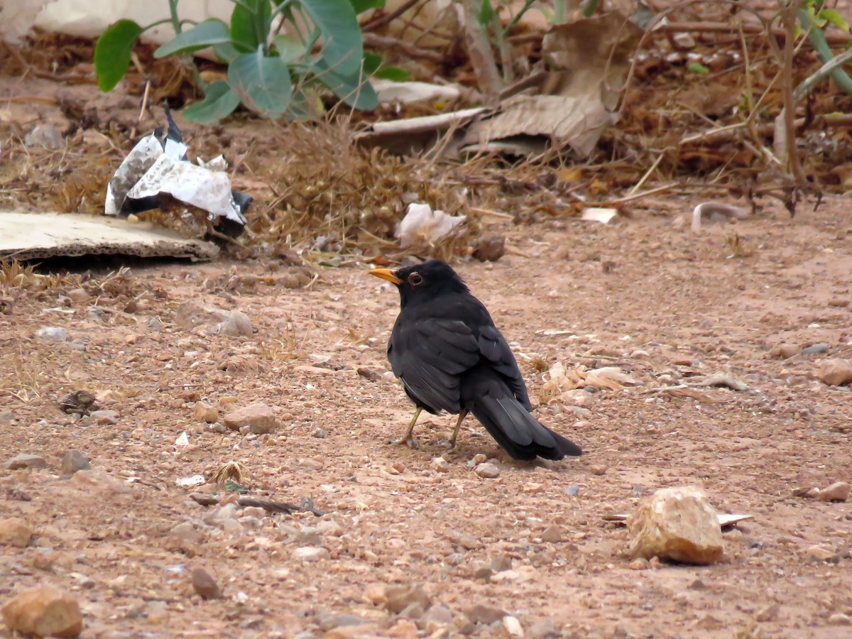 Eurasian Blackbird - ML624217288