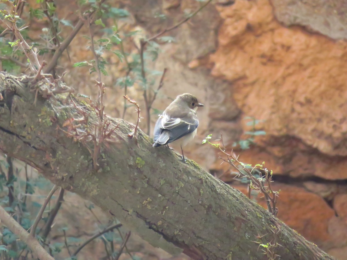 European Pied Flycatcher - ML624217290