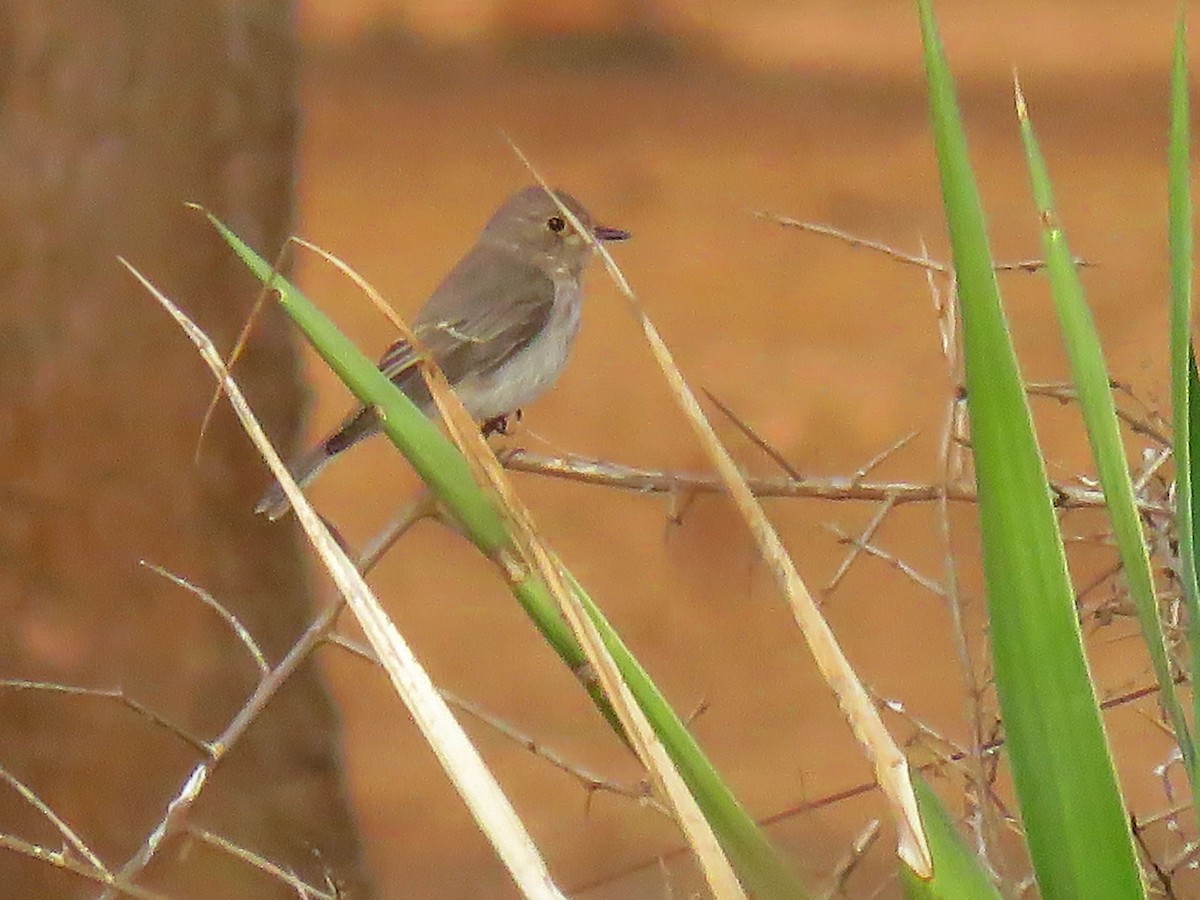 Spotted Flycatcher - ML624217294