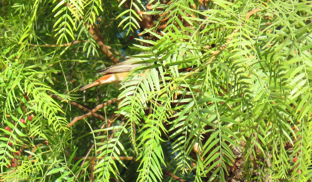 Common Redstart (Common) - ML624217296