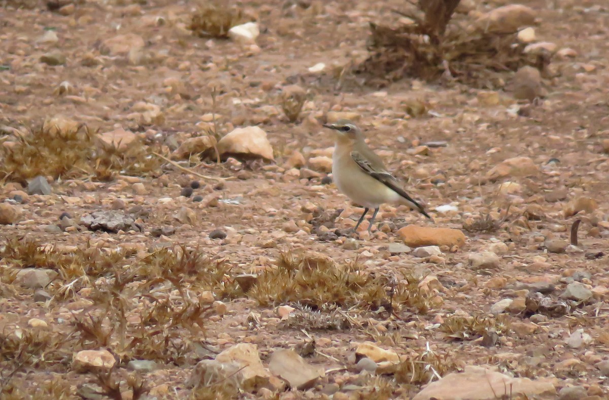 Steinschmätzer (oenanthe/libanotica) - ML624217301