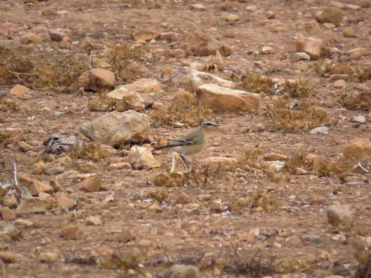 Northern Wheatear (Eurasian) - ML624217302