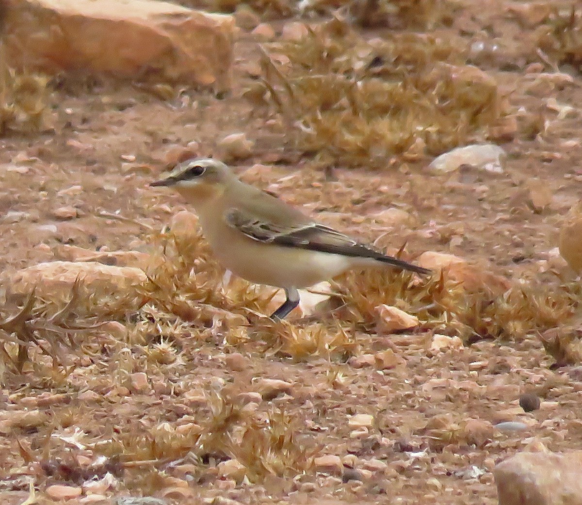 Northern Wheatear (Eurasian) - ML624217303