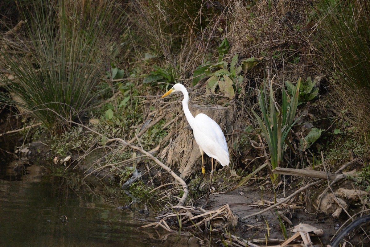 Great Egret - ML624217308