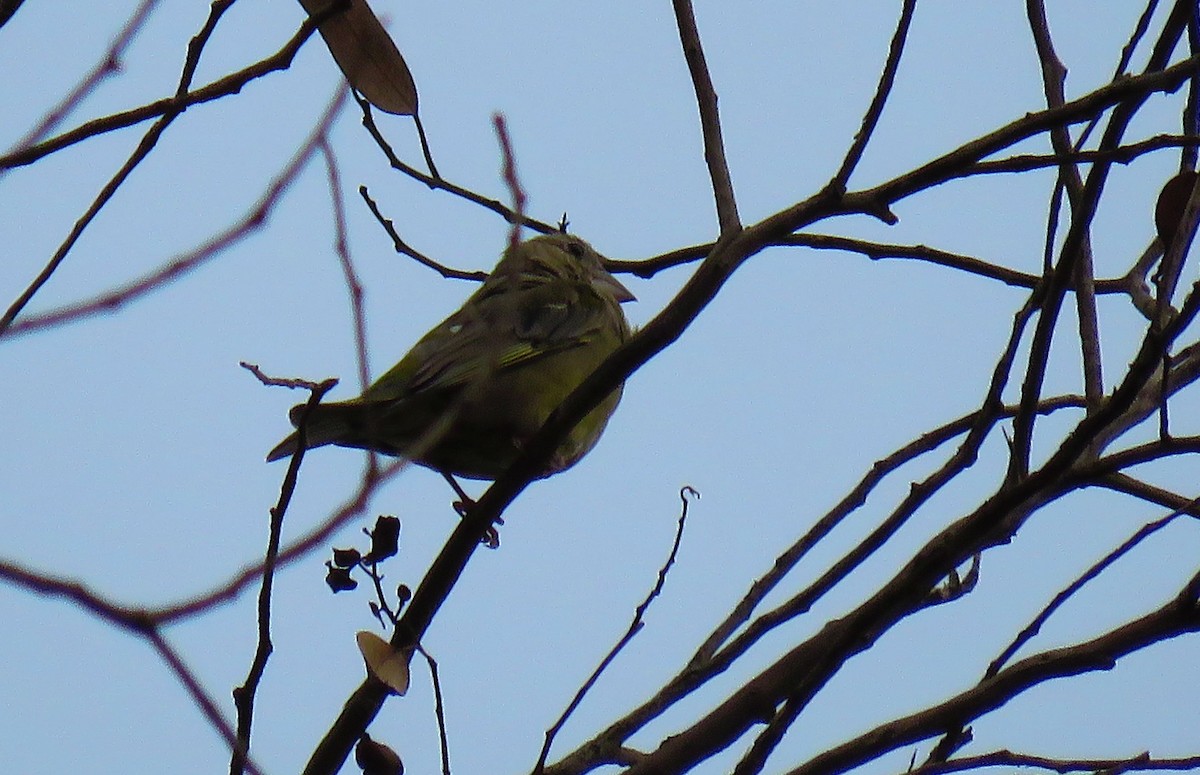 European Greenfinch - ML624217318